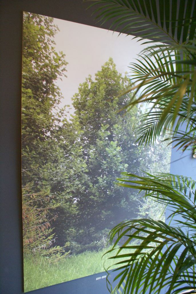 Friedenreich Hundertwassers Baum (* 2000 - 2008)